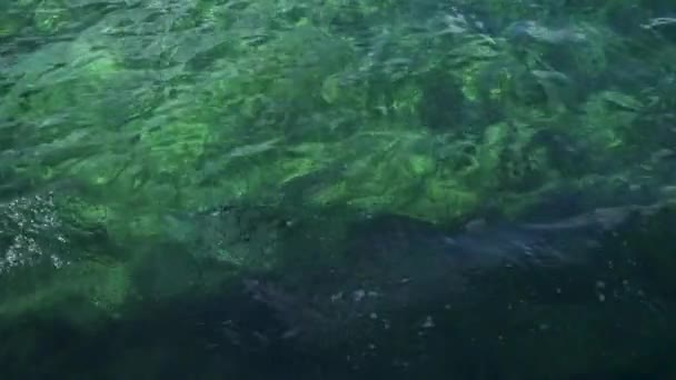 Varen Door Prachtig Nog Steeds Helder Licht Blauw Oceaanwater Ondiep — Stockvideo