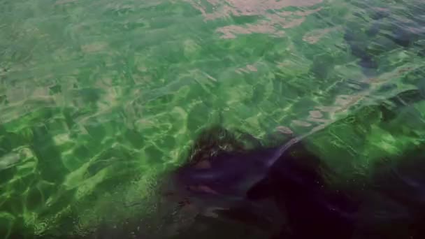 Устойчивый Снимок Прогулки Лодке Чистой Морской Воды Выстрел Над Темными — стоковое видео