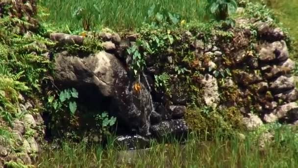 Água Continua Fluindo Uma Pilha Rochas Para Irrigar Terraços Arroz — Vídeo de Stock