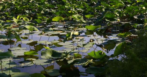 Waterlilys Whiterock Lake Texas — ストック動画