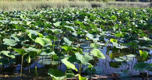 Waterlilys Whiterock Lake Texas — Stockvideo