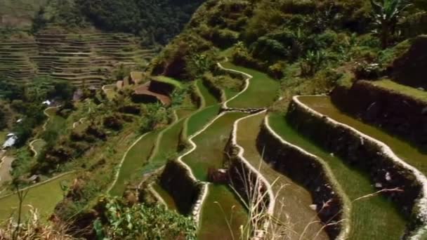 Hombre Increíble Hecho 2000 Años Edad Terrazas Arroz Banaue Filipinas — Vídeos de Stock