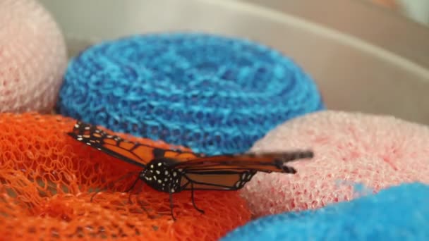 Aletas Mariposa Monarca Sobre Esponjas Durante Las Mariposas Florecientes Los — Vídeo de stock