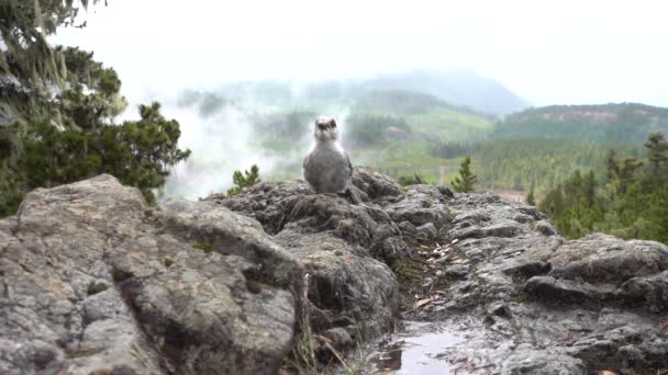 スローモーションで山の上で種を食べる鳥 — ストック動画
