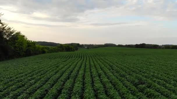 Drone Disparó Hermosa Granja — Vídeos de Stock