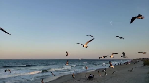 Gaviotas Volando Cámara Lenta Kure Beach Carolina Del Norte — Vídeo de stock