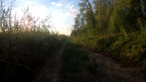 Camminando Con Tramonto Erba — Video Stock