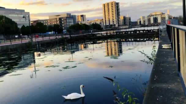 Svan Vatten Cardiff Bay Vid Solnedgången Med Byggnader Speglade Vattnet — Stockvideo