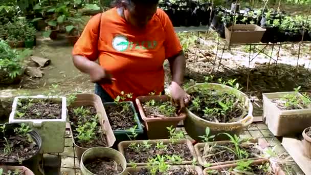 Trinidadische Frauen Pflücken Blätter Ihrer Pflanzen Garten Für Wiederaufforstungsprojekt — Stockvideo
