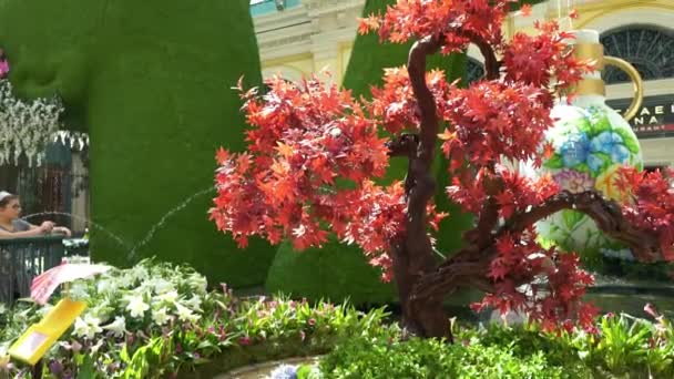 贝拉焦植物园的喷泉展览 — 图库视频影像
