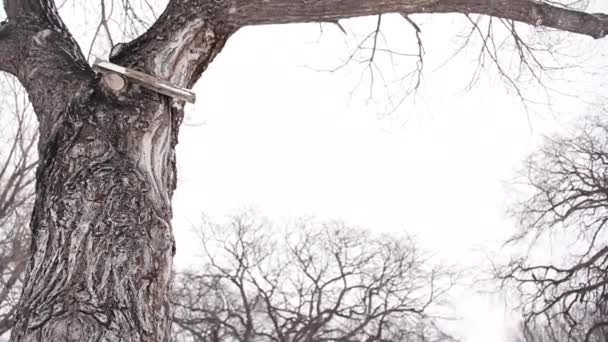 吹雪の中 雪に覆われた木 スライダー上のカメラは木に向かって移動し 枝を明らかにするために傾斜 マニトバ州ウィニペグの吹雪の間に撃たれた — ストック動画