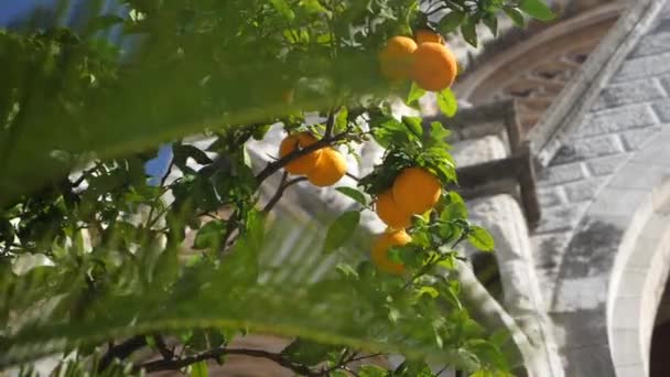 Naranjas Árbol Delante Iglesia — Vídeos de Stock