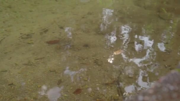 水の上に浮かぶ葉は — ストック動画