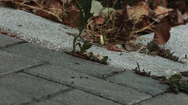 Mieren Lijn Beton Vloer Tegels Buiten Een Zijweg Van — Stockvideo