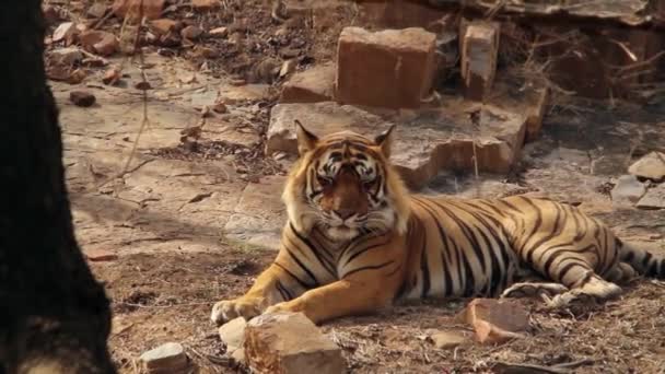 Тигр Имени Устад Т24 Засыпает Национальном Парке Рантхамбор — стоковое видео