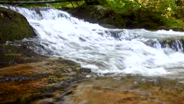 Río Montaña Arroyo Que Fluye Través Bosque Verde Espeso Corriente — Vídeos de Stock