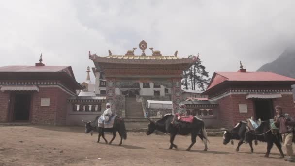Yaks Menyeberang Depan Sebuah Kuil Dalam Perjalanan Everest Nepal — Stok Video