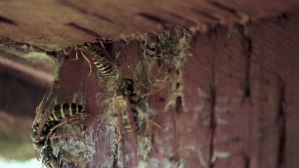Żółte Kurtki Wchodzące Gniazda Ukryte Drewnianej Stodole — Wideo stockowe