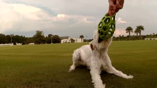 Zilveren Schnauzer Speelt Met Een Vasthoudende Geest — Stockvideo