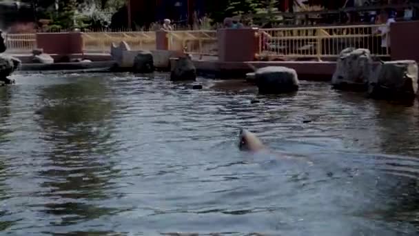 Beaux Lions Mer Appréciant Nageant Soleil Animaux Étonnants Magnifiques Sauver — Video