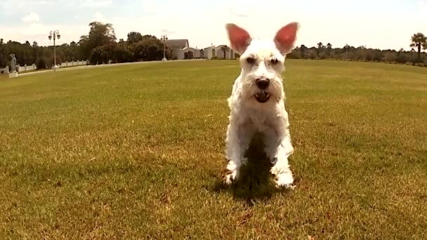 Silver Schnauzer Brinca Com Espírito Tenaz — Vídeo de Stock