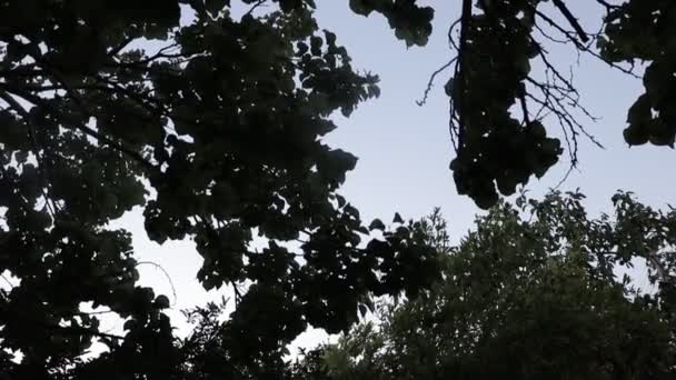 Vista Árvore Folha Escuro — Vídeo de Stock