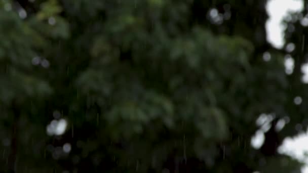 Gotas Lluvia Con Fondo Fuera Foco — Vídeos de Stock