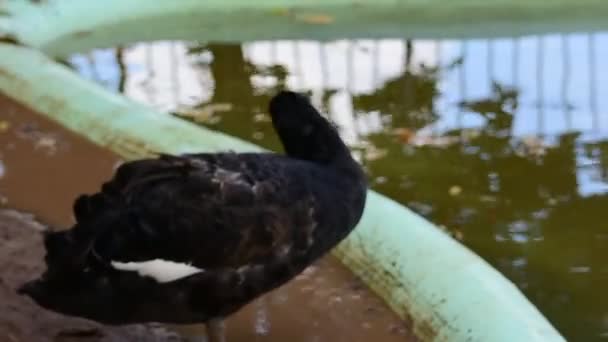 公园里的黑天鹅 — 图库视频影像
