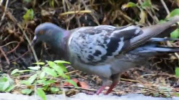 Pigeon Dans Parc — Video