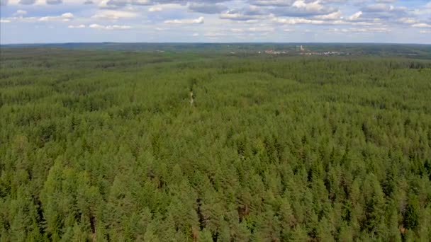 Imágenes Drones Sobre Profundo Bosque Pinos Suecia — Vídeo de stock