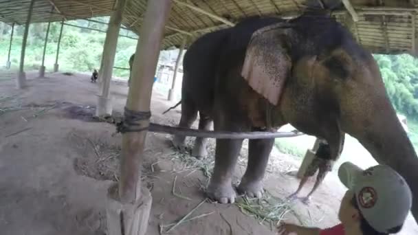 Nourrir Éléphant Côté Tête — Video