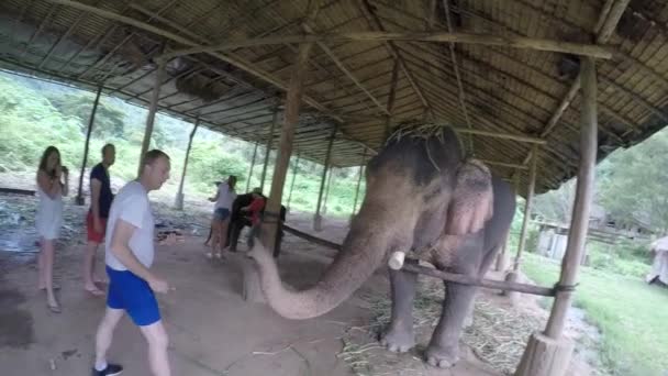 Zaman Kemik Kelimesini Kullansan Filler Hortumlarını Havaya Kaldırarak Karşılık Veriyor — Stok video