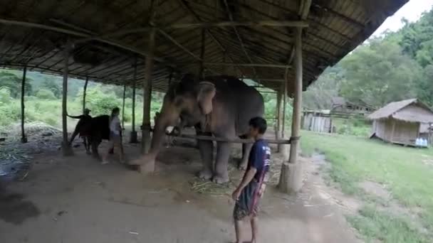 Alimentando Elefante Bola Medicina Preparada Antes Acariciar Elefante Depois Disso — Vídeo de Stock