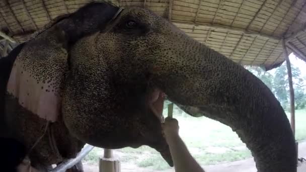 Feeding Elephant Putting Cut Pieces Bamboo Mouth — Stock Video