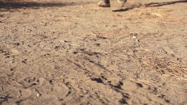 Corridore Sentiero Polveroso Montagna Circondato Dalla Foresta Bellissimo Pomeriggio Estate — Video Stock