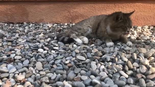 Kočičí Kladení Zívání — Stock video