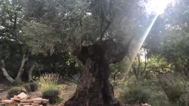 Olivovník Sluncem Listím — Stock video