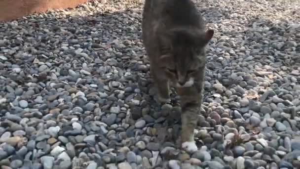 Cat Walking Gravels — Stock Video