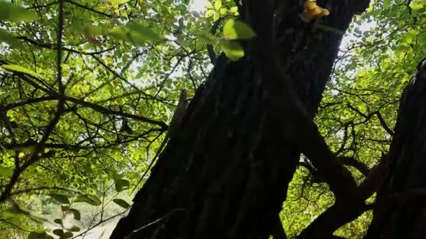 Perseguindo Lagarto Torno Árvore — Vídeo de Stock