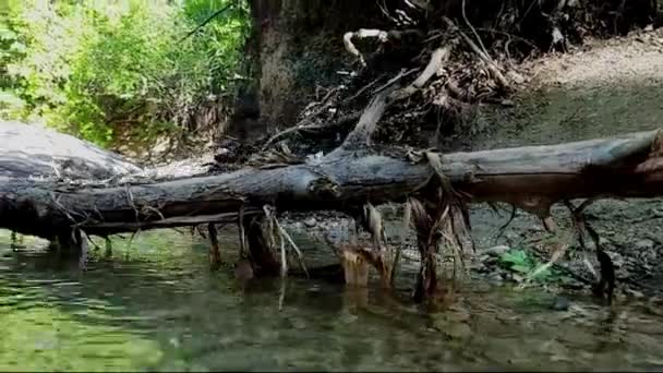 Árbol Que Cae Cama Del Arroyo — Vídeos de Stock