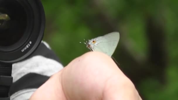 High Definition Video Photographer Taking Picture Butterfly Flown His Hand — Stock Video