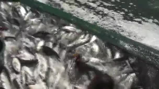 Vídeo Alta Definição Pescador Mergulhando Uma Gaiola Cheia Colheita Peixe — Vídeo de Stock