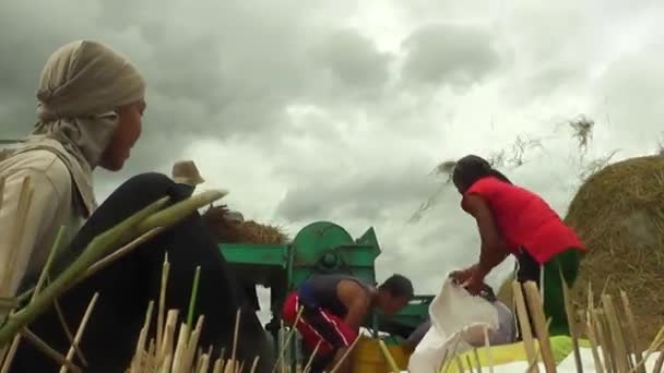 Video Skupiny Zemědělců Vysokým Rozlišením Kteří Sklízejí Rýži Pomocí Stroje — Stock video
