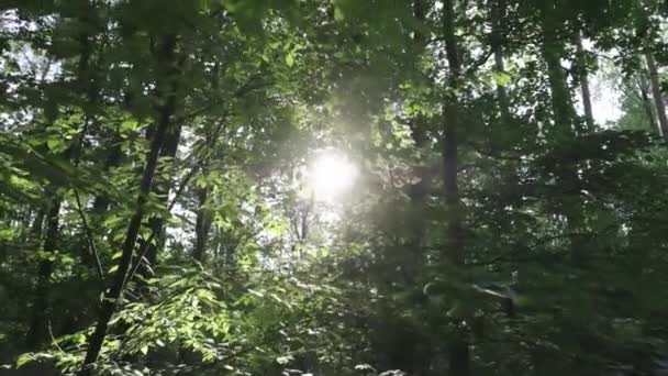 Von Rechts Nach Links Durch Bäume Die Sonne Schauen — Stockvideo