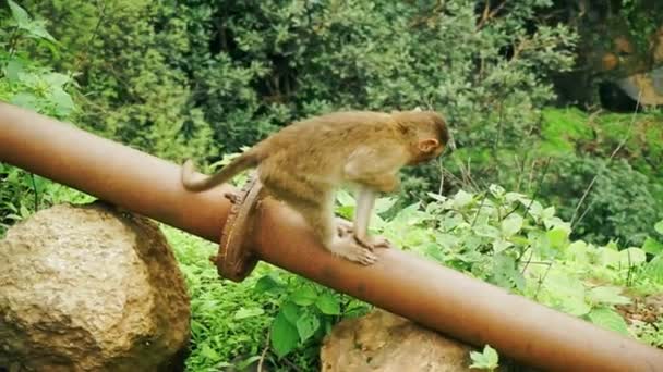 Bébé Singe Mignon Déplace Ici Dans Forêt Avec Des Arbres — Video