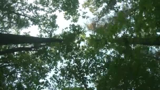 Vista Cielo Través Los Árboles Bosque — Vídeos de Stock