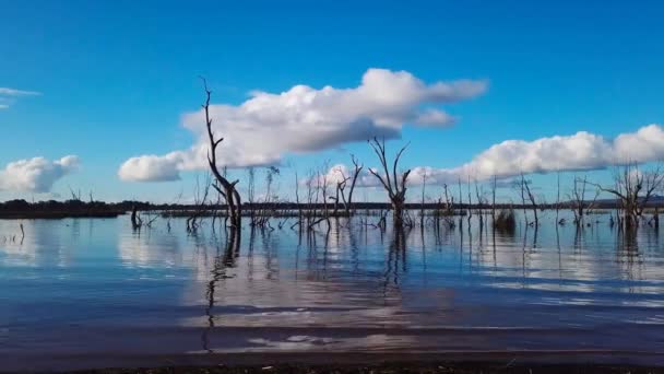 Jezero Slunečného Dne Velké Bílé Mraky Staré Mrtvé Stromy Modrá — Stock video