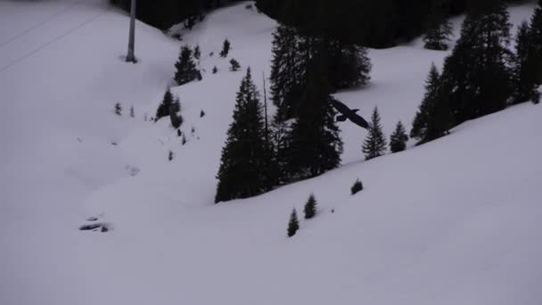 Águila Volando Sobre Nieve Bosques Cámara Lenta — Vídeos de Stock