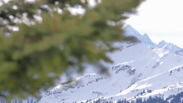 Abeto Frente Grandes Montañas — Vídeo de stock