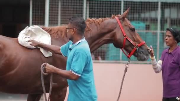 Pflege Des Pferdes — Stockvideo